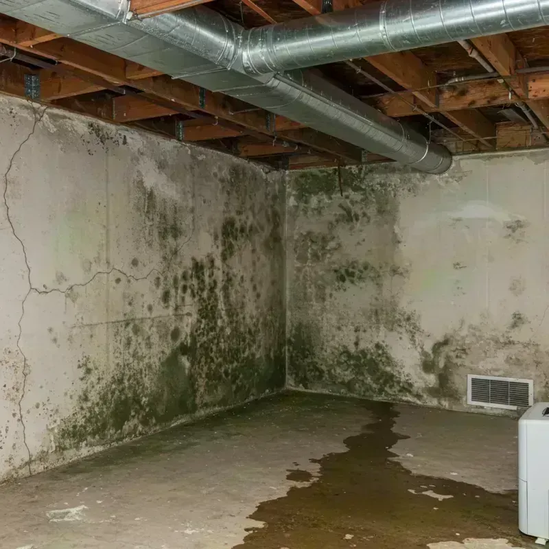 Professional Mold Removal in Windy Hills, KY